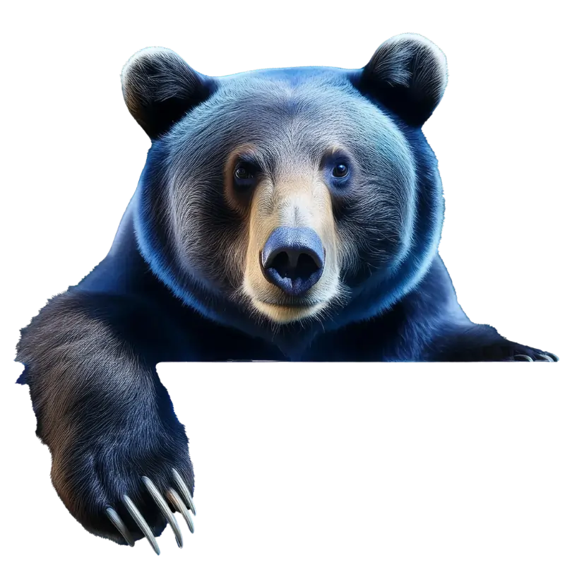 blue bear